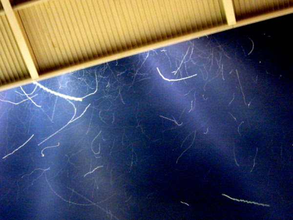 Night Bugs Night Bugs