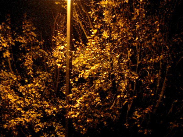 Night Leaves Night Leaves