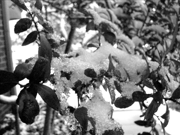 Icy Trees Icy Trees