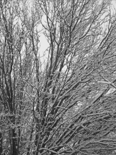 Icy Trees 2 Icy Trees 2