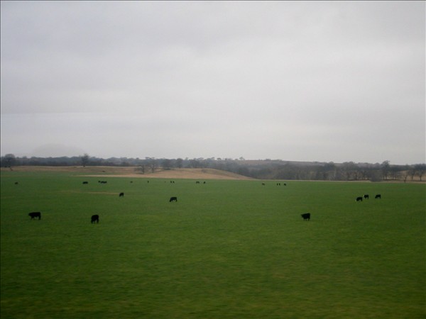 Cows !