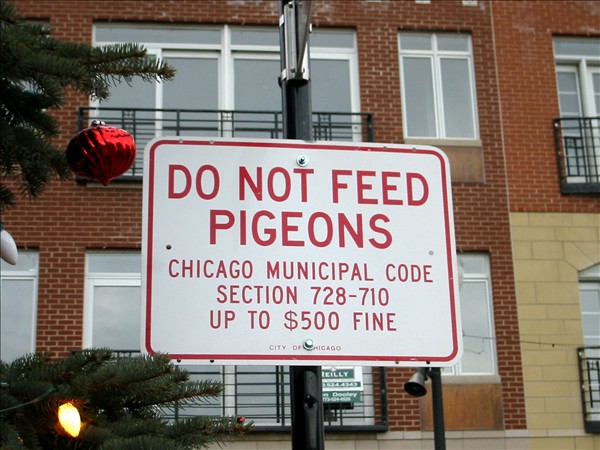 Anti Pigeon Anti Pigeon
