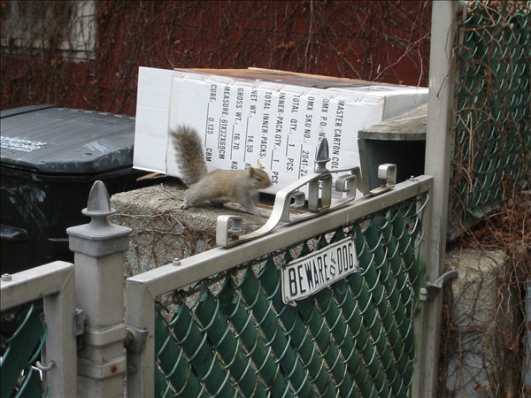 Attack Squirrel Attack Squirrel