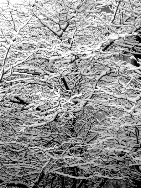 A neat contrast shot. Shot with my Canon S200.