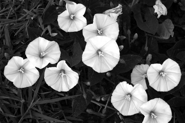 /2004/05/07/cool-shot/images/flowers.jpg