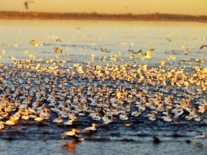 Day 33: Pelicans