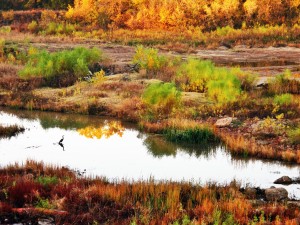 Day 59: Early Morning Fishing