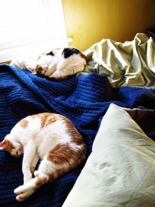 Day 81: Synchronized Cats