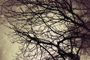 Bare Branches