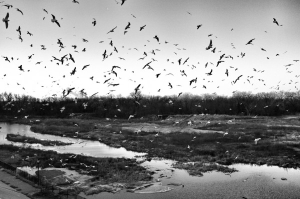 Day 117: The Birds Day 117: The Birds