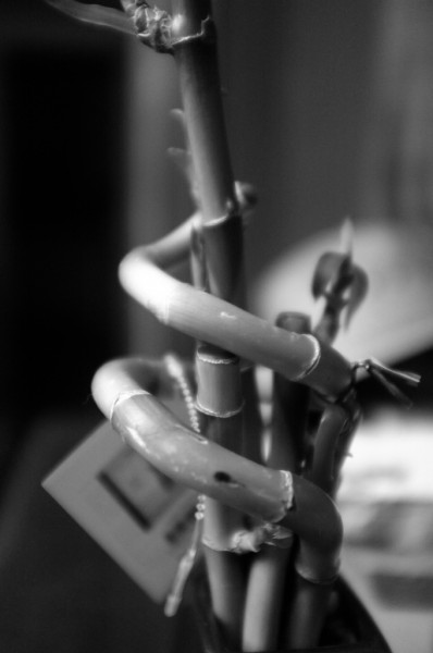 Day 152: Bamboo
