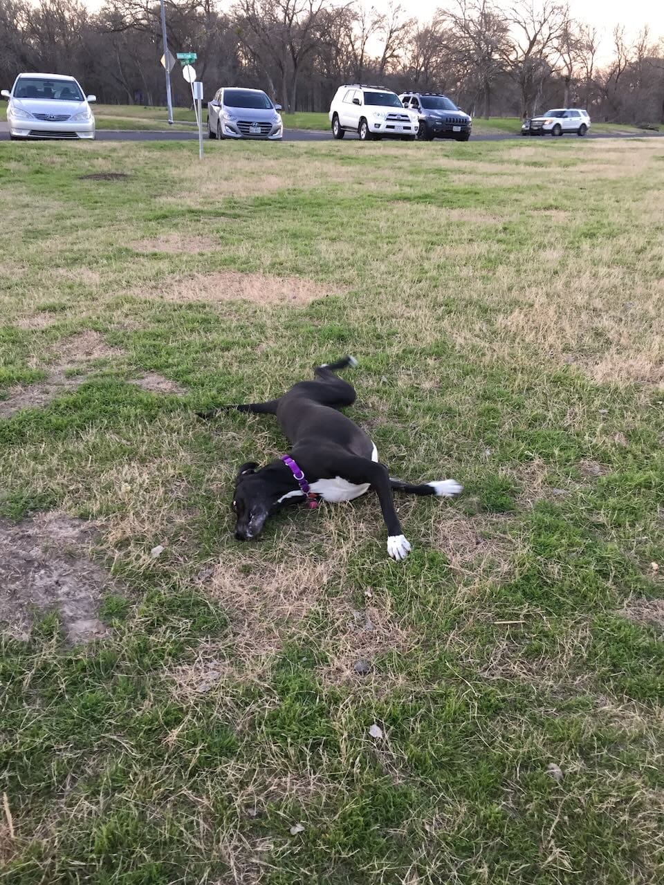 Onion Creek Dog Park