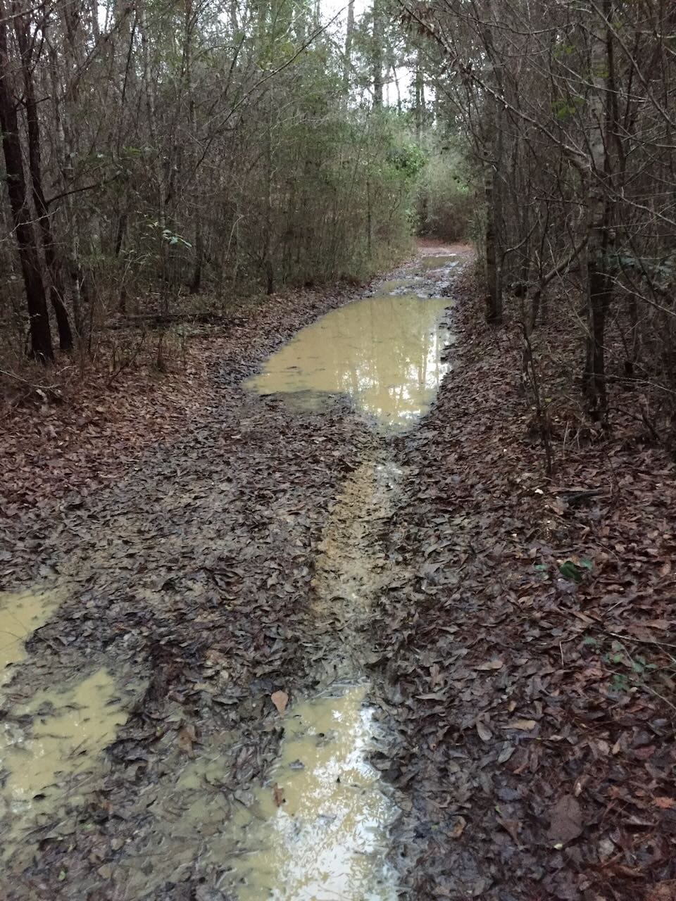 Muddy Walk