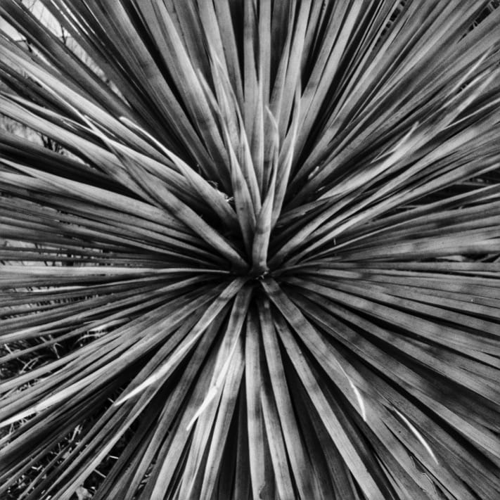 Leaves 33021431182 o