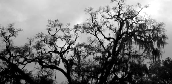 Sad trees 63487537 o