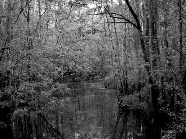 Swamp 63487509 o