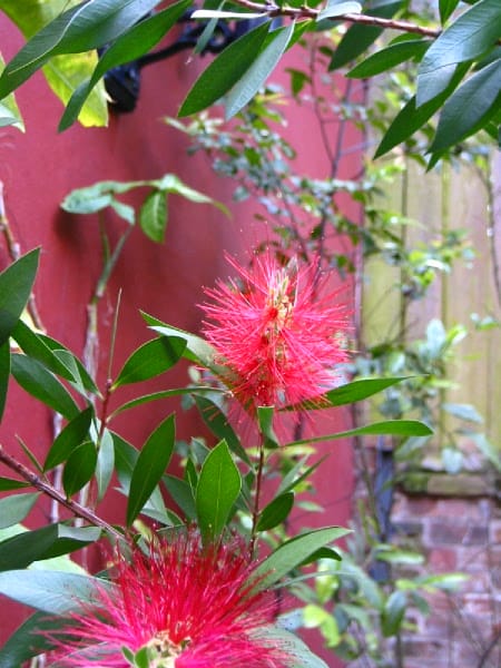 Flower 63488294 o