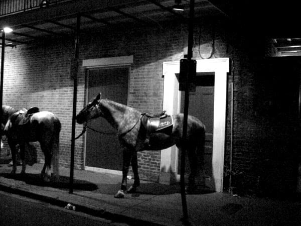 Lonely horse 63489013 o
