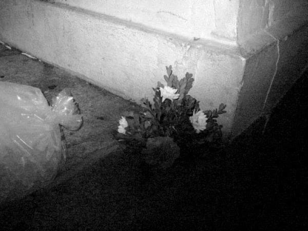 Night flowers 63489000 o