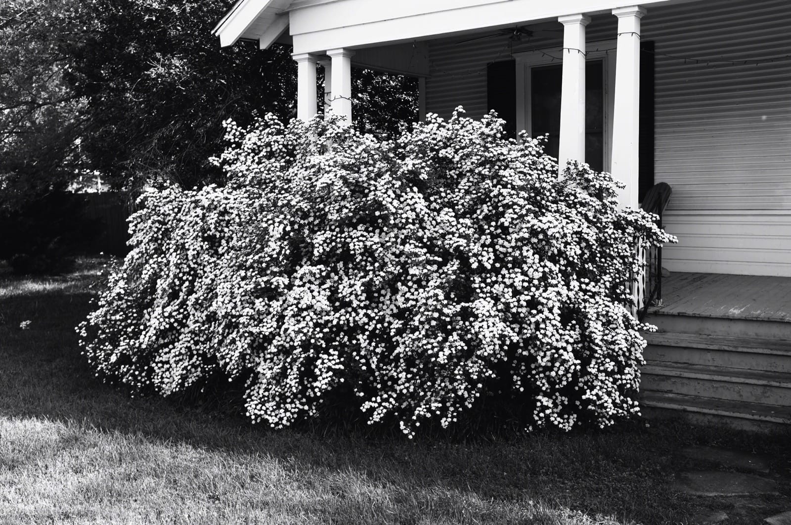 B&W photo of a flowers blooming.