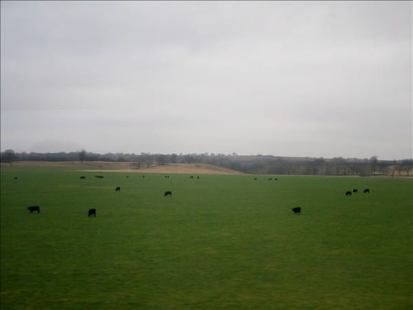 Cows 63636411 o