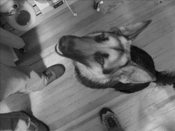 Excited dog 63636434 o