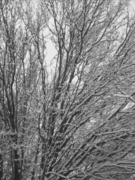 Icy trees 2 63636595 o