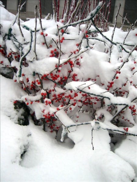Berries 63639019 o