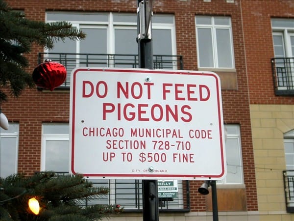 Anti pigeon 63638234 o
