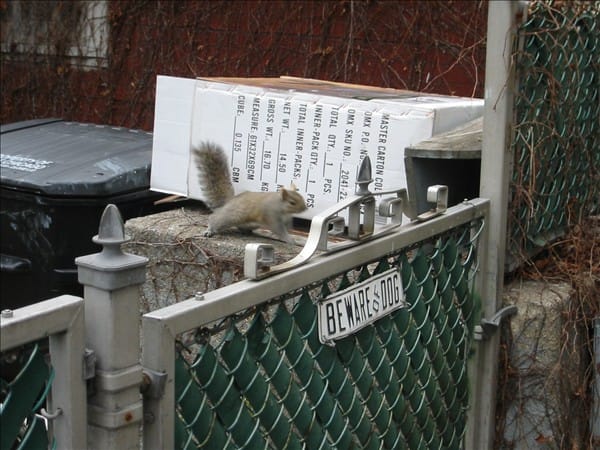 Attack squirrel 63638260 o