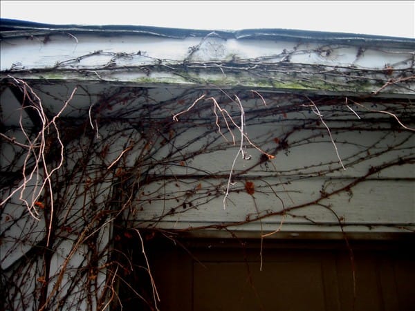 Vines 63638207 o