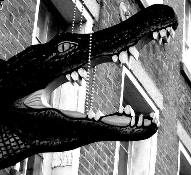 Alligator 63734181 o