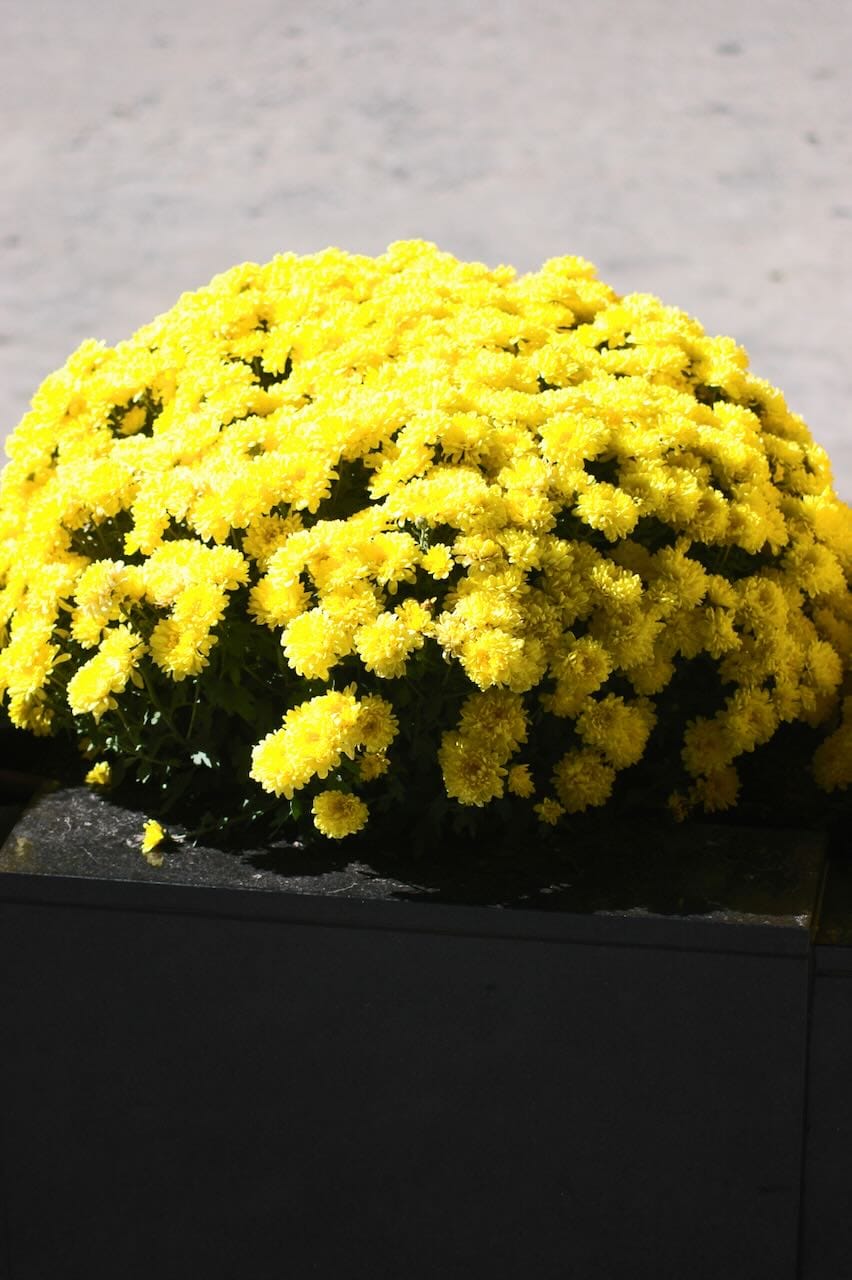 Colorful flowers in a grey downtown. Taken with a Nikon D70.