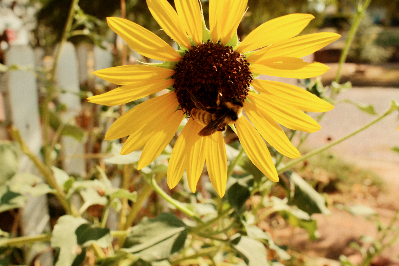 Dscf0091