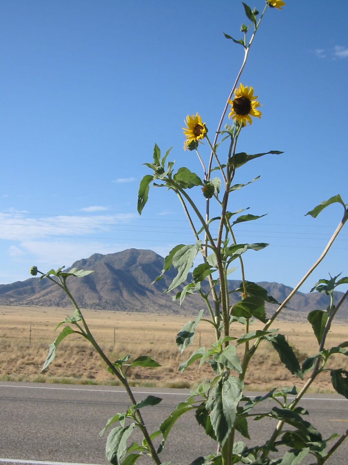 017 sunflowers1 76165819 o