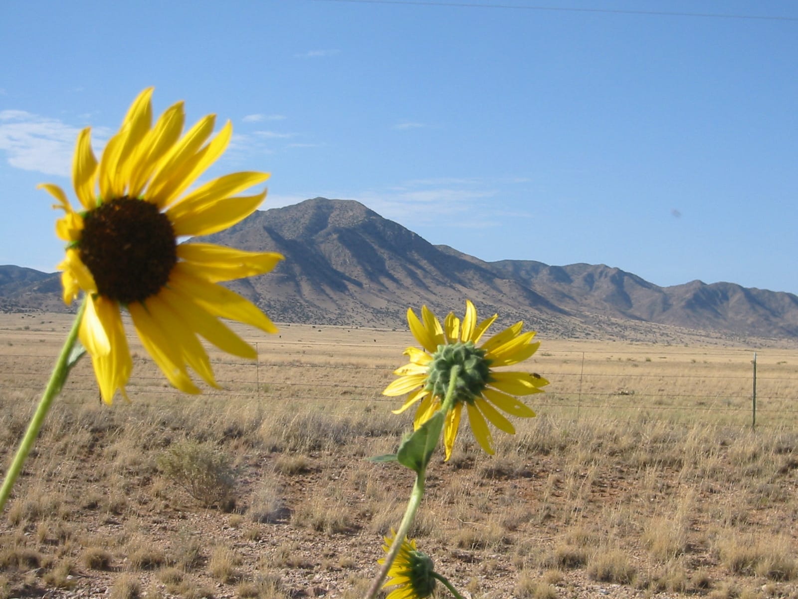 018 sunflowers2 76165992 o