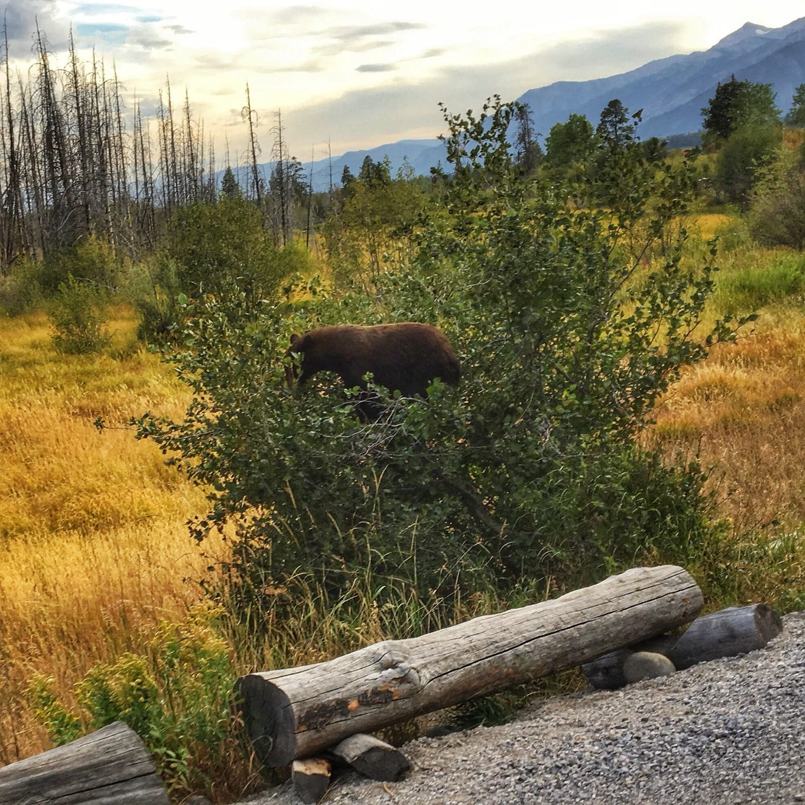 Bear in a tree yellowstone bear wildlife 29858833772 o