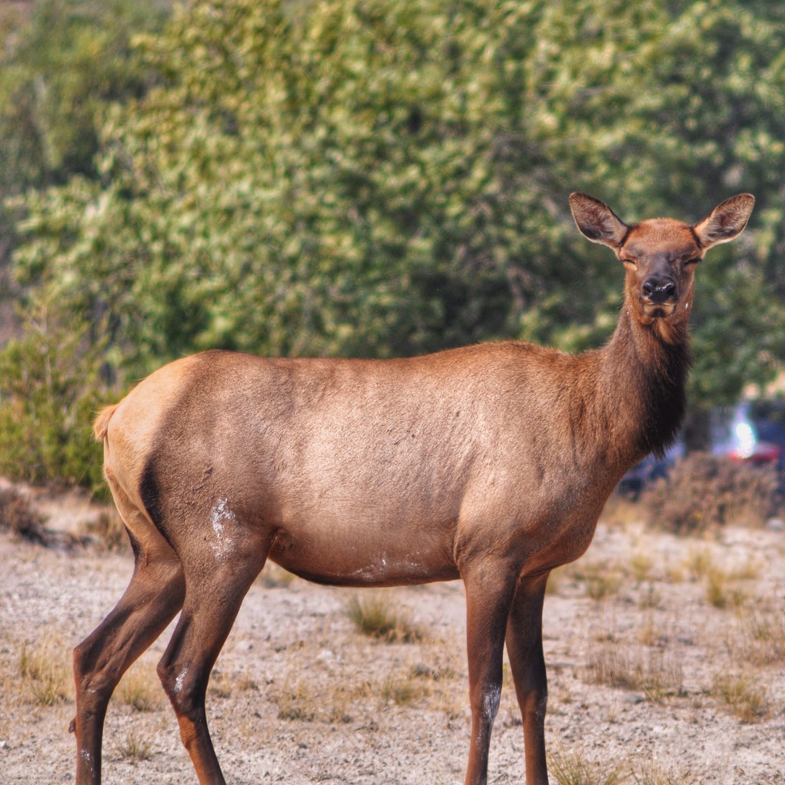 Darn you blinked yellowstone elk aluminumdreams wildlife 29852391666 o