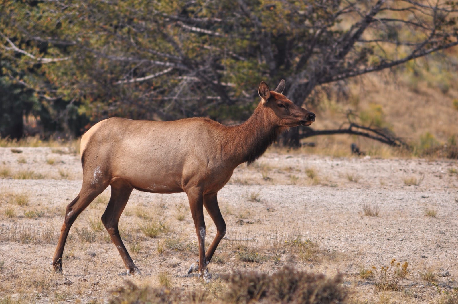 Elk yellowstone aluminumdreams elk wildlife 29886983695 o