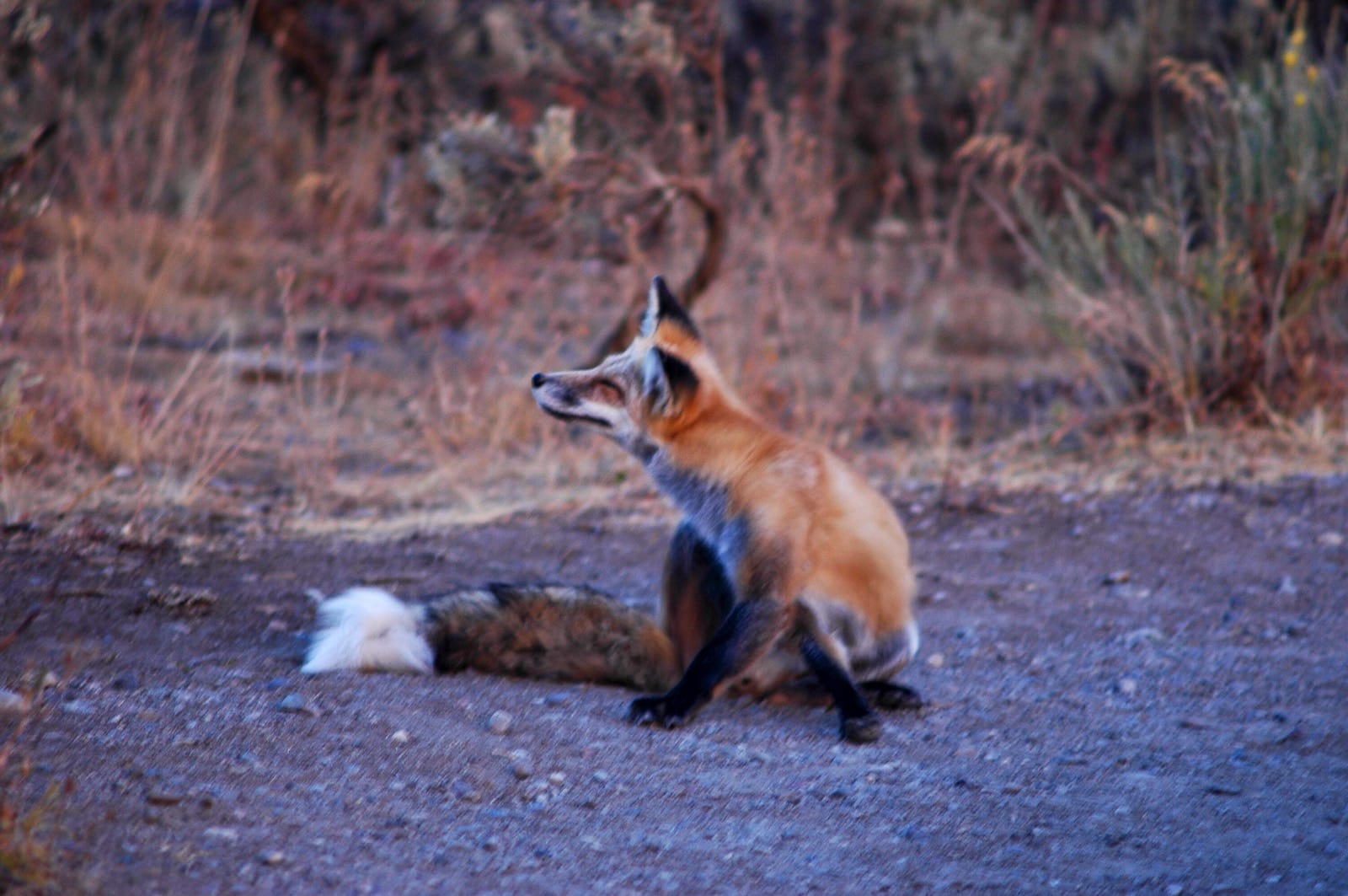 Fox grandteton aluminumdreams 29614650460 o