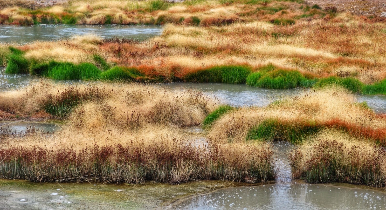 Fuzzy yellowstone grass primordial aluminumdreams 29858868552 o