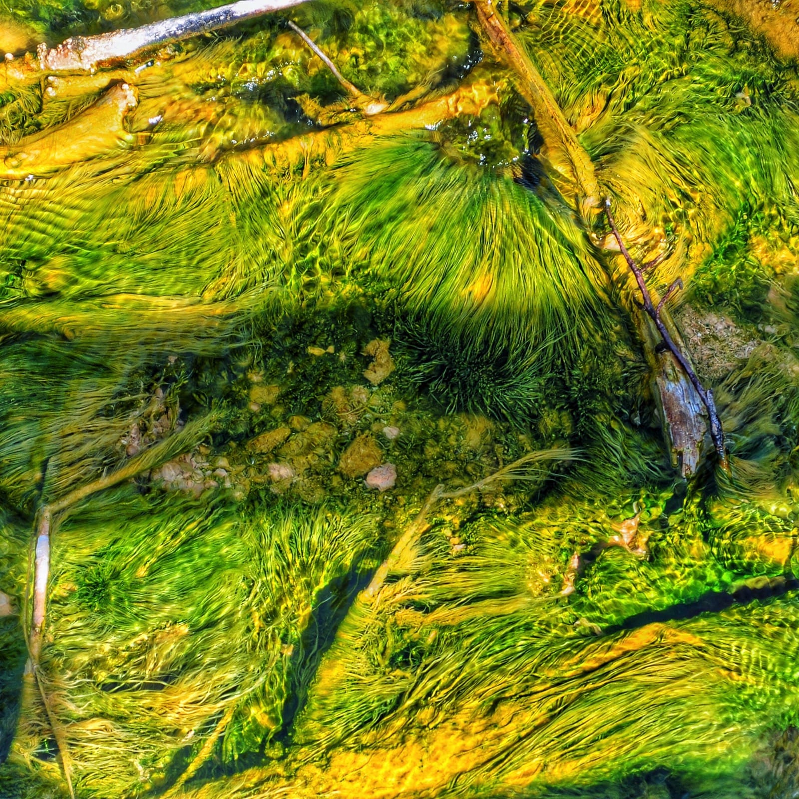 Green growth yellowstone aluminumdreams 29851513456 o