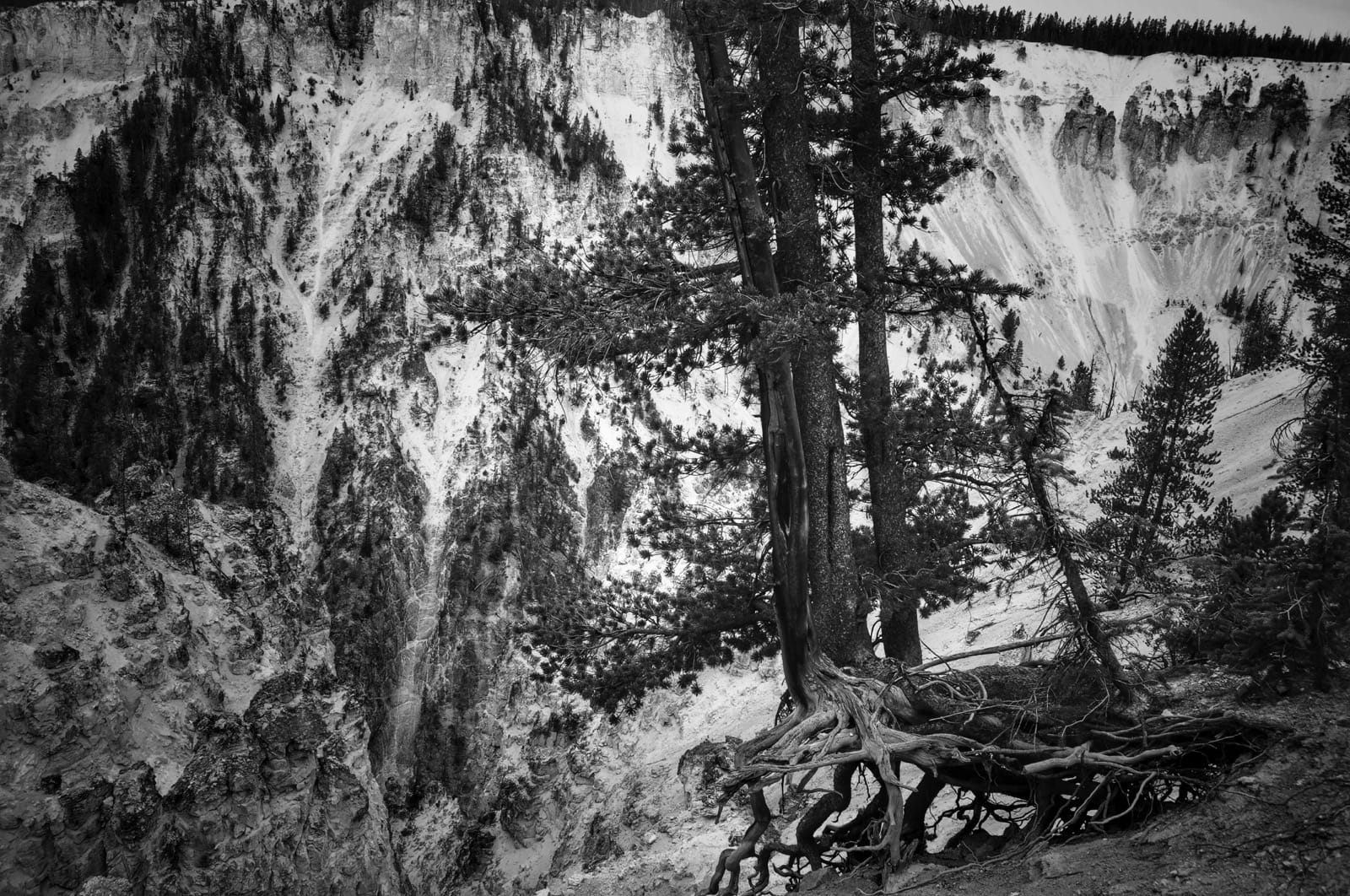Hang in there yellowstone bw tree aluminumdreams 29346892713 o