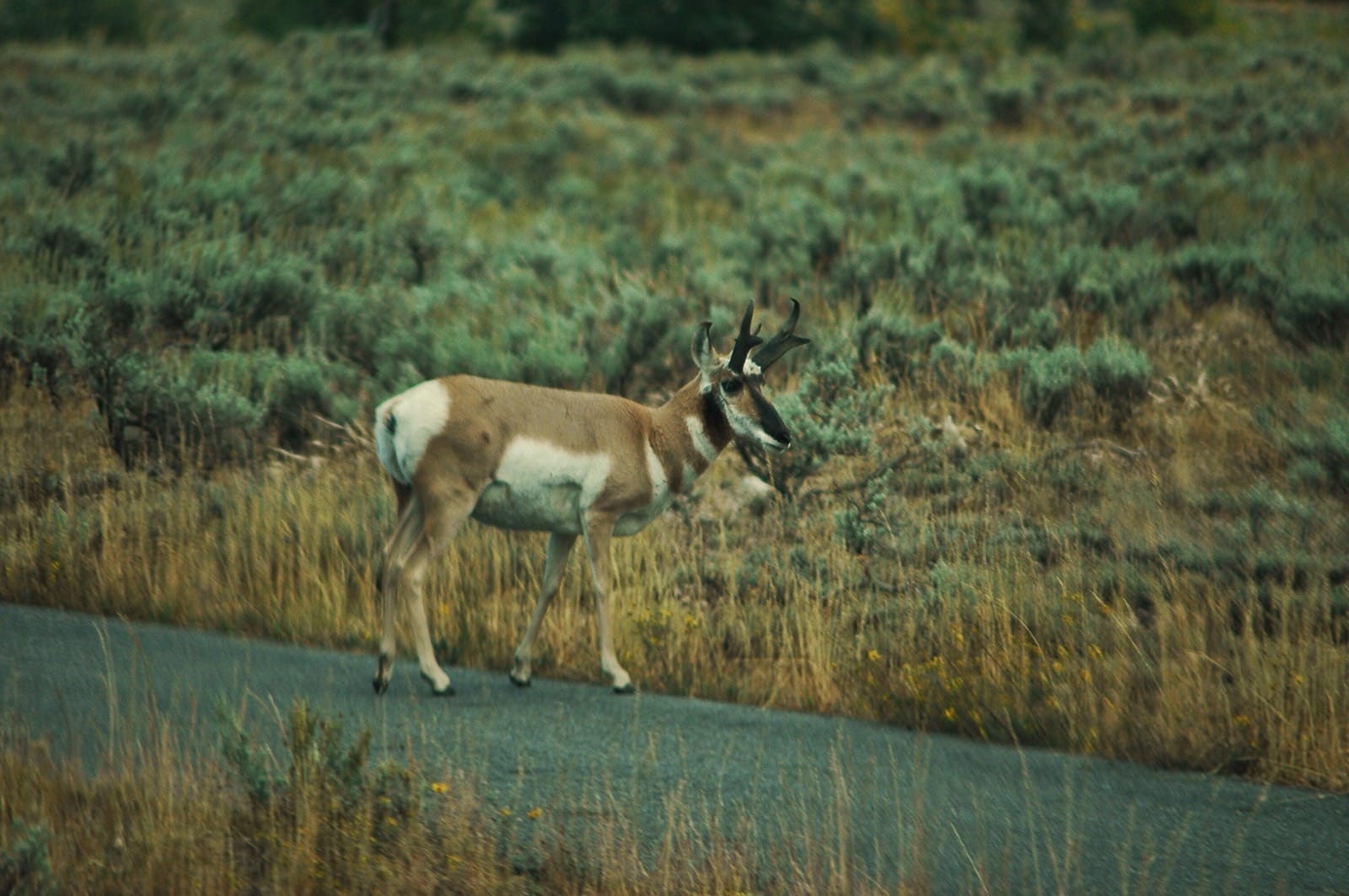 Pronghorn grandteton aluminumdreams 29908955045 o